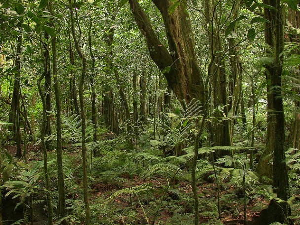 Creative Commons rainforest_moorea Tim Waters